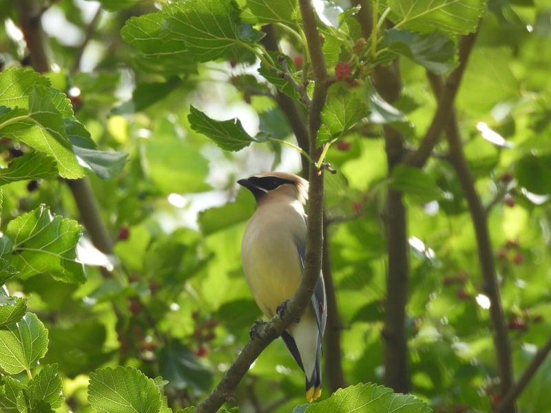 Chirp photo