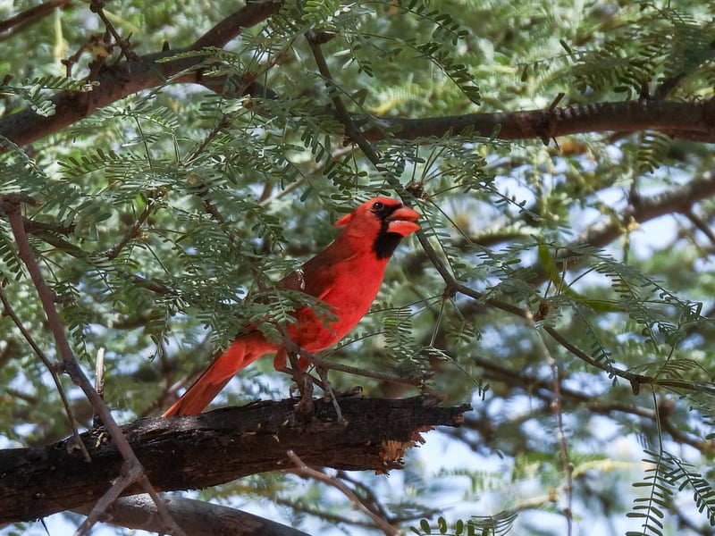 Chirp photo
