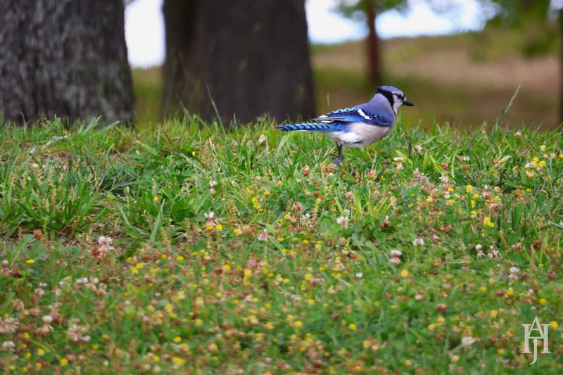 Chirp photo