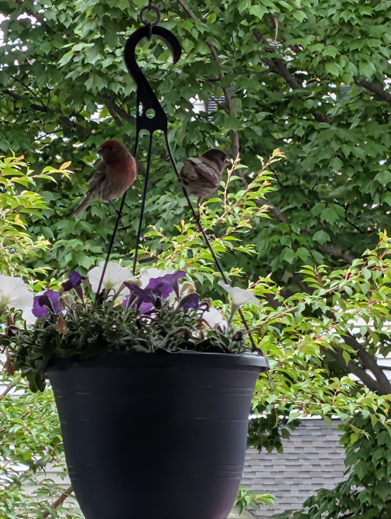 Chirp photo