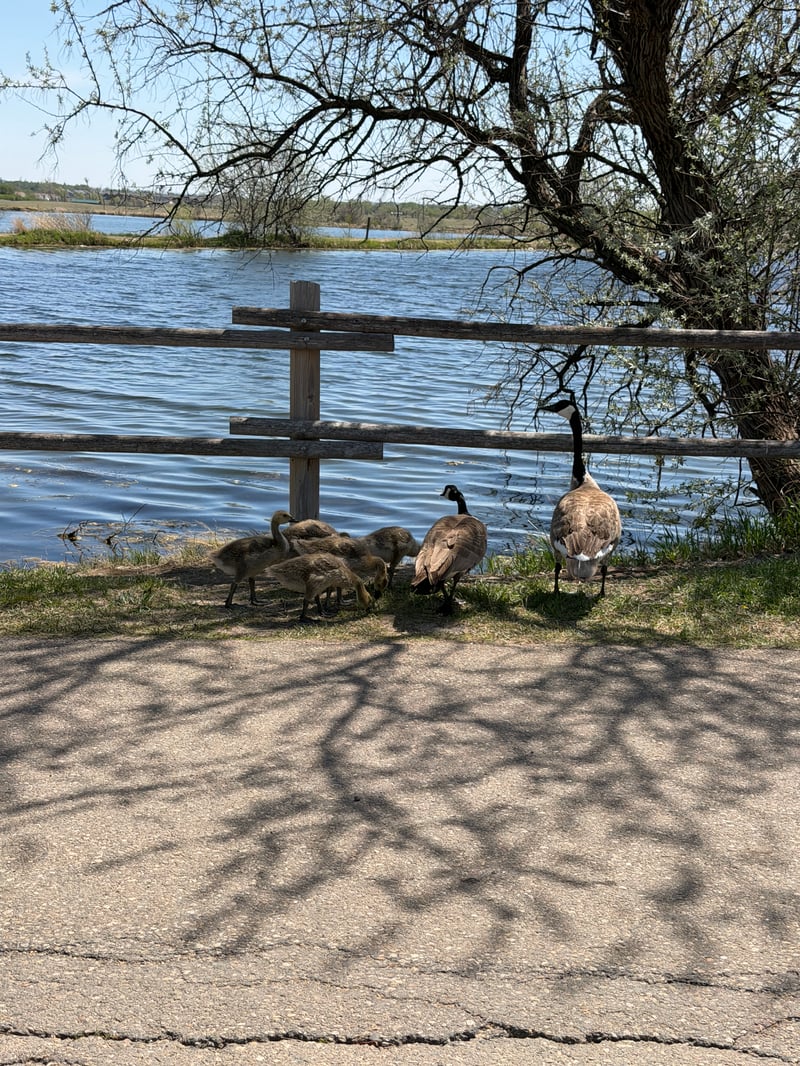 Chirp photo
