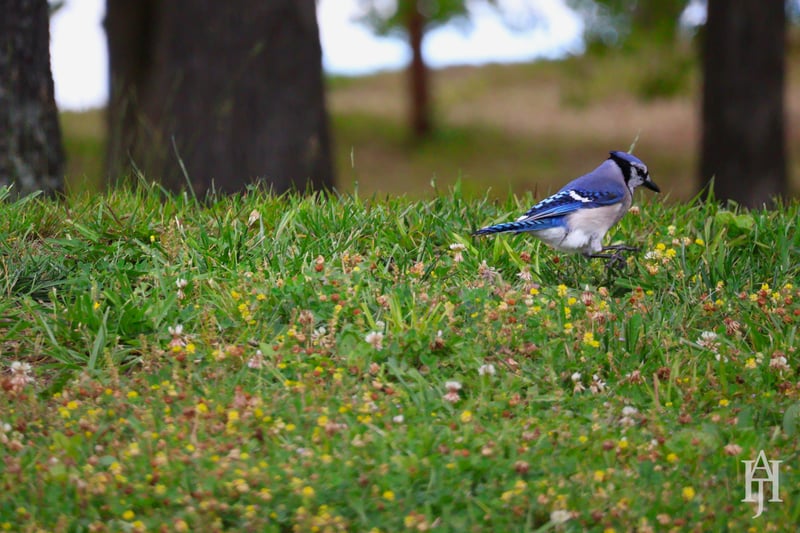 Chirp photo