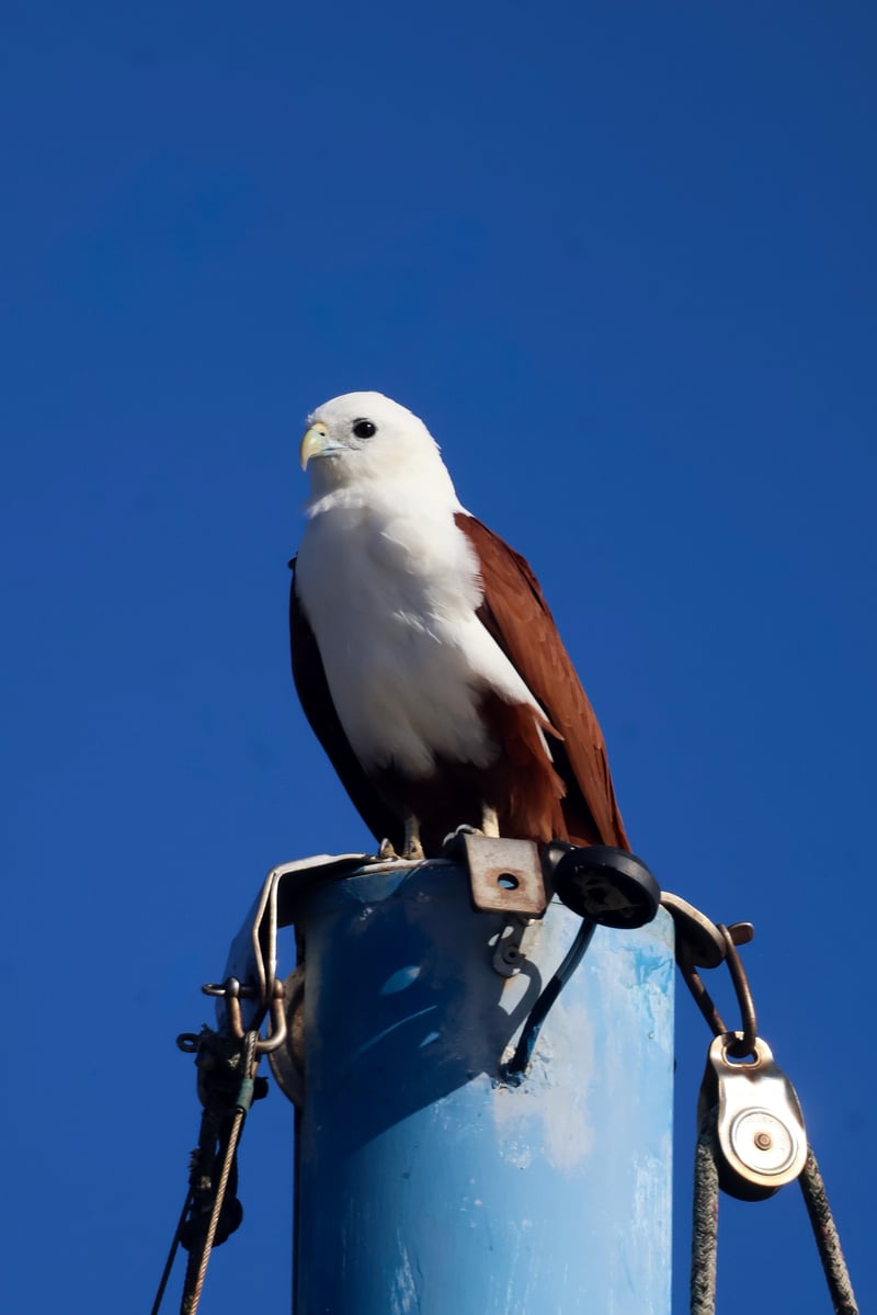 Chirp photo