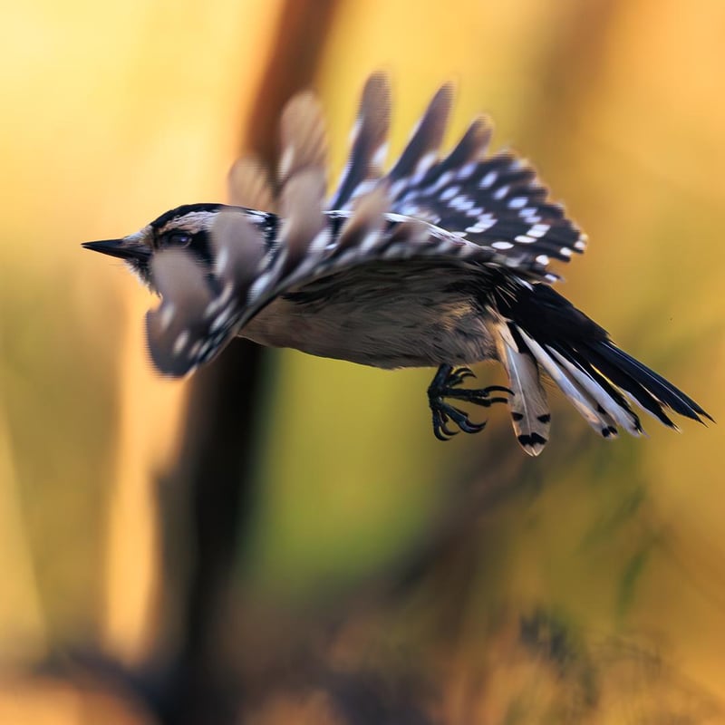 Chirp photo