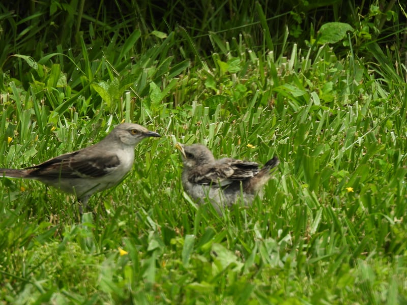 Chirp photo
