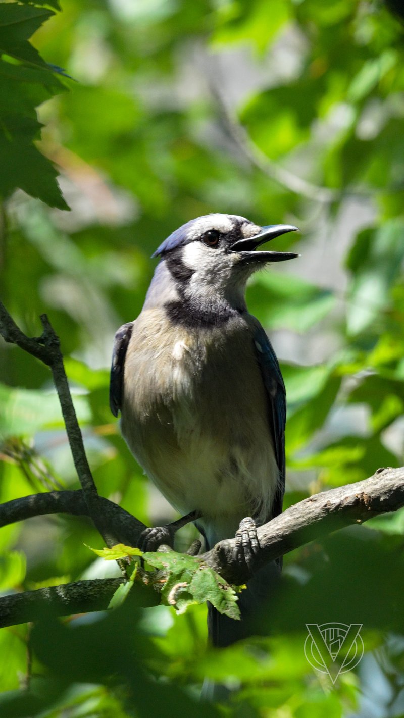 Chirp photo