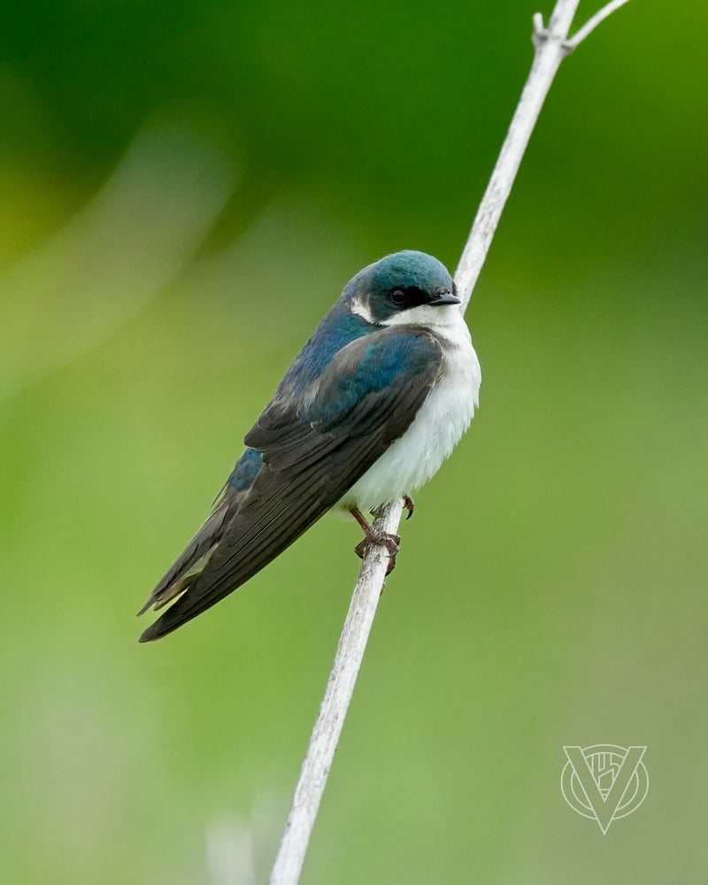 Chirp photo