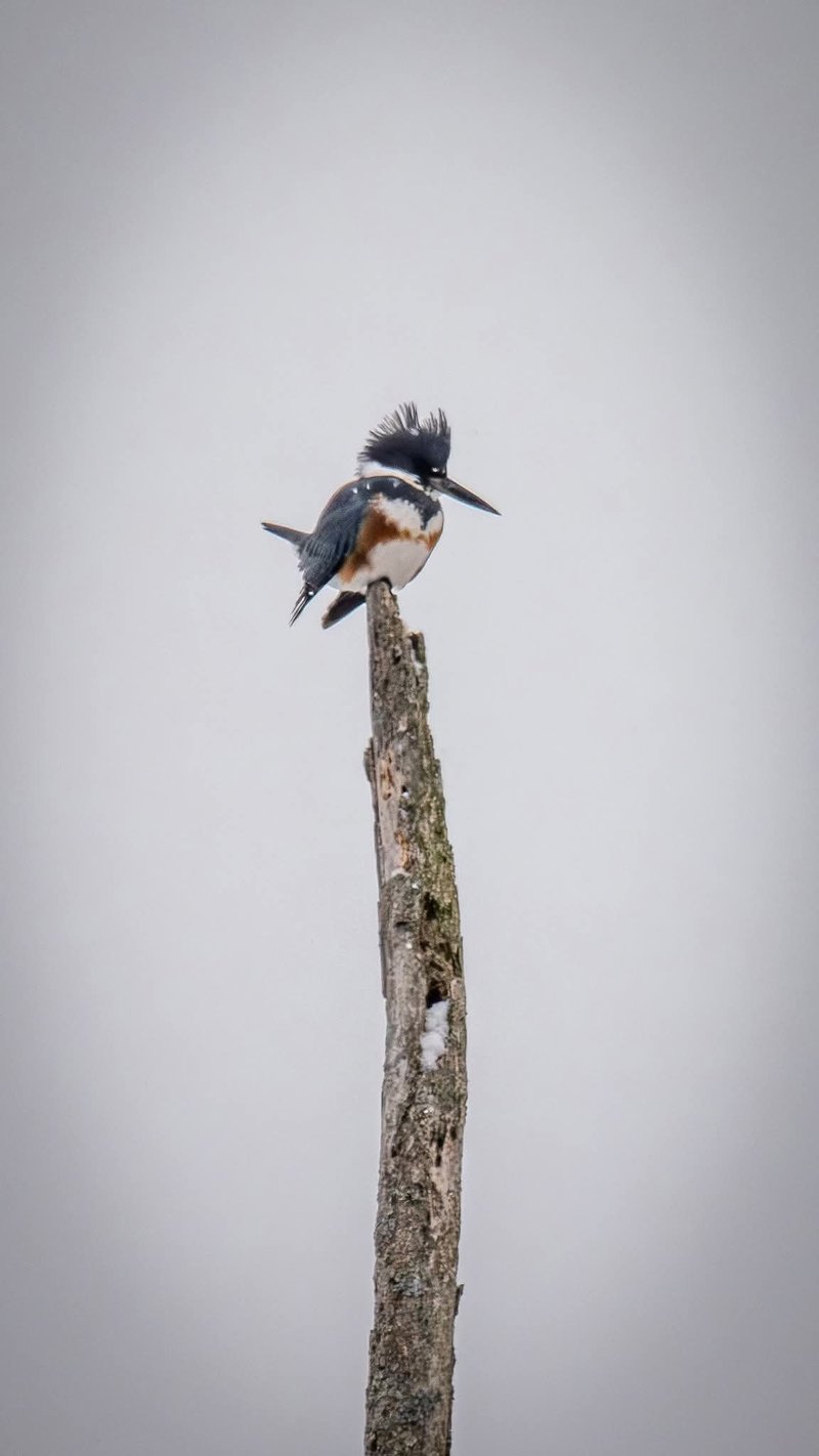 Chirp photo