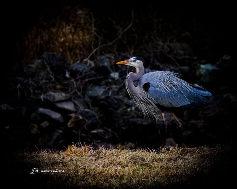 Chirp photo