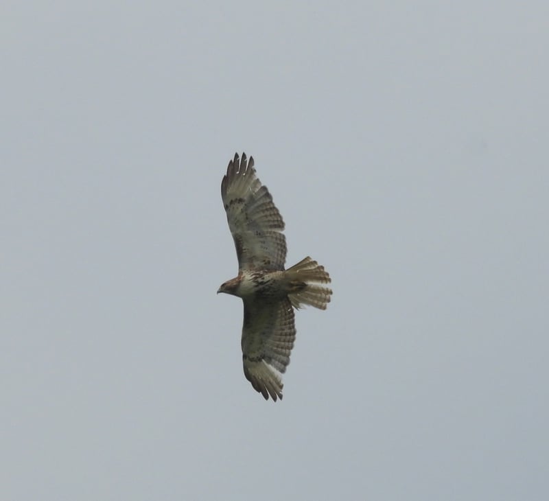 Red-tailed Hawk