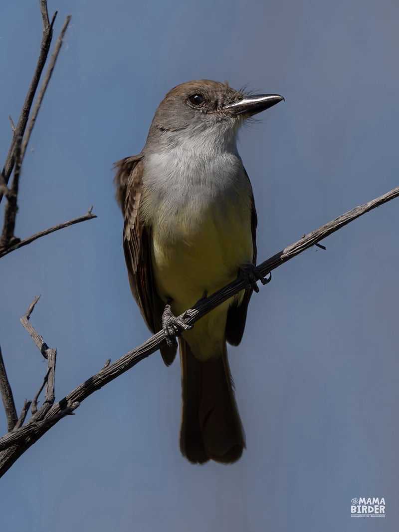 Chirp photo