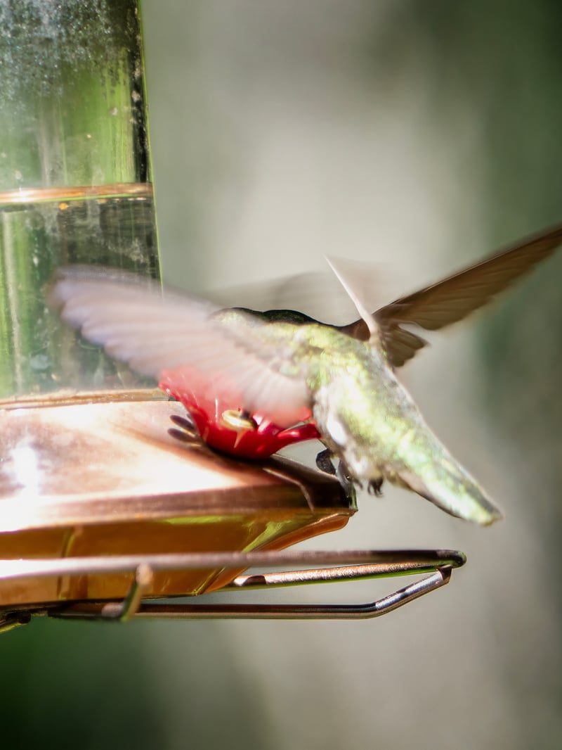 Chirp photo