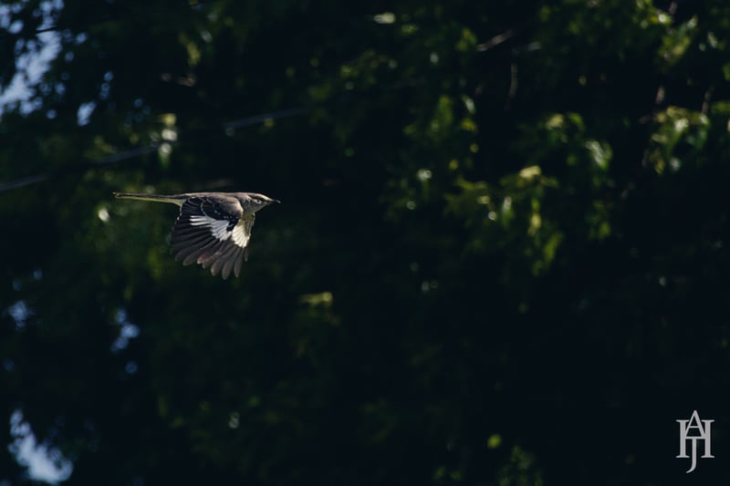 Chirp photo