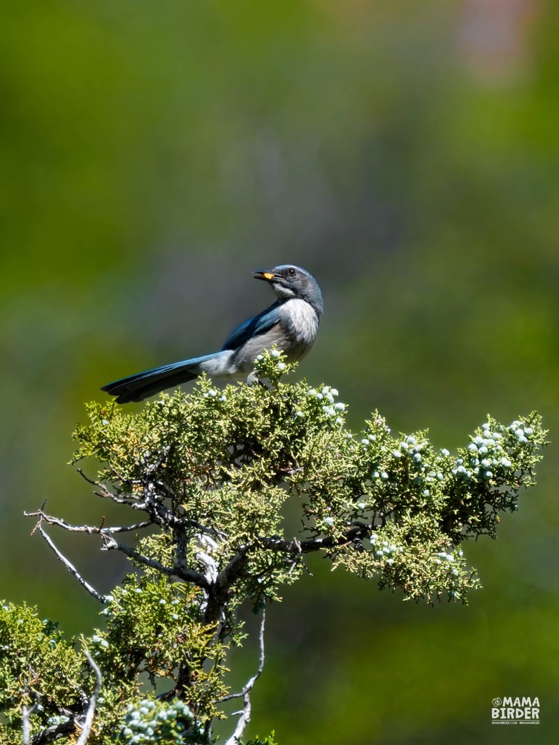 Chirp photo