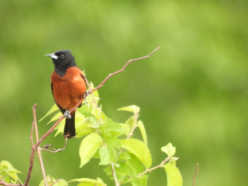 Chirp photo