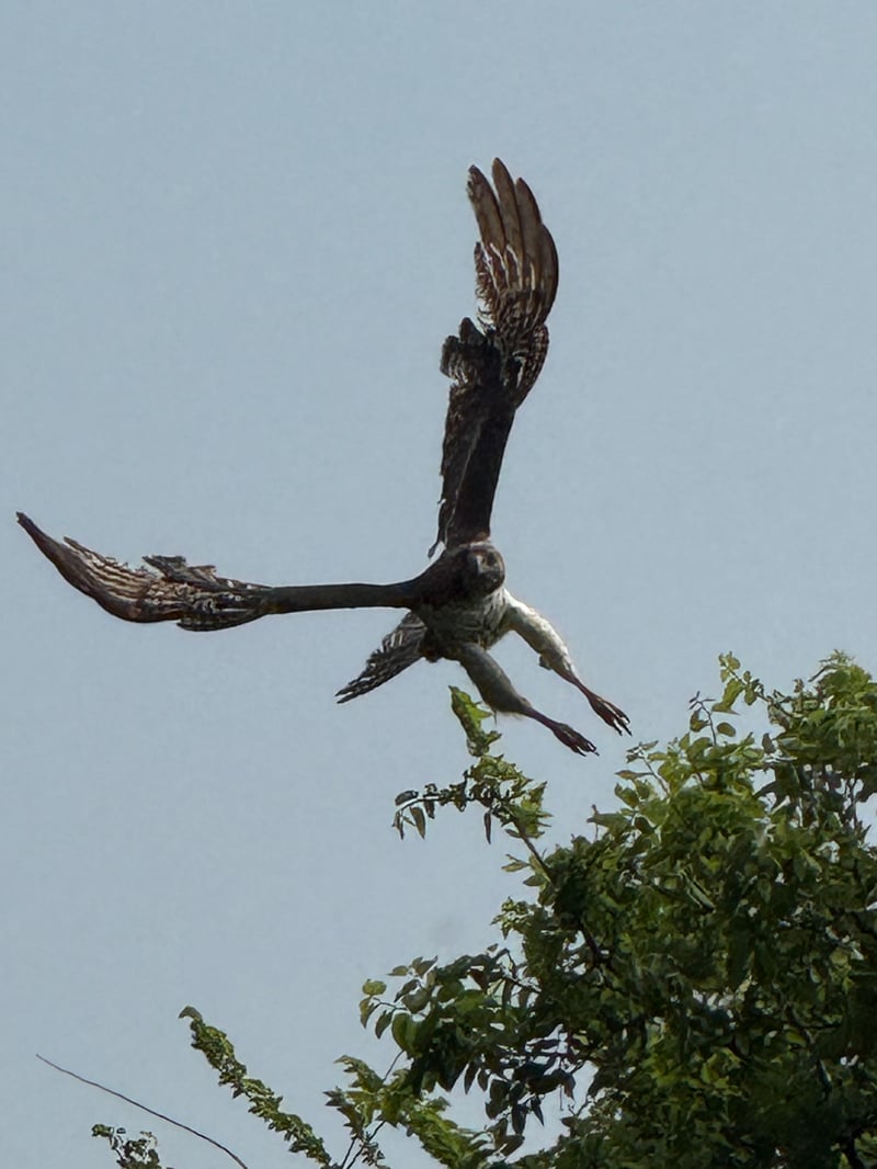 Chirp photo