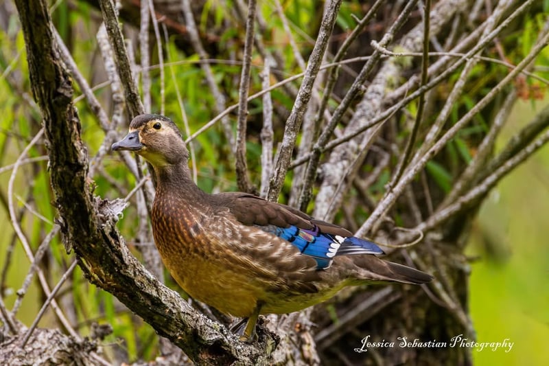 Chirp photo