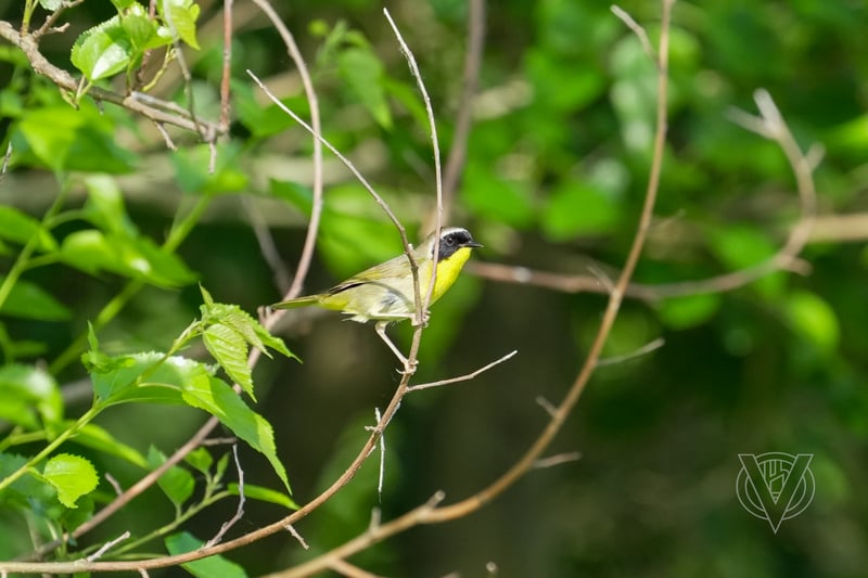 Chirp photo