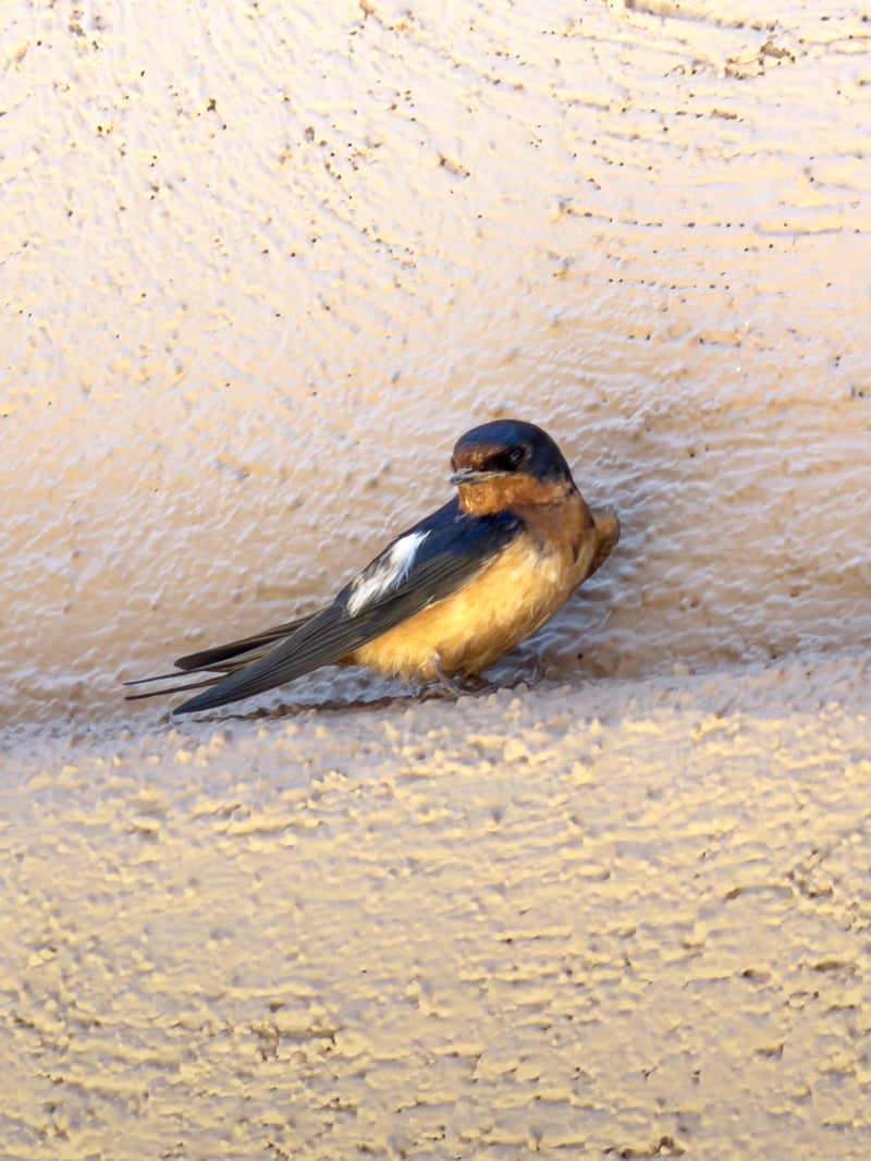 Chirp photo