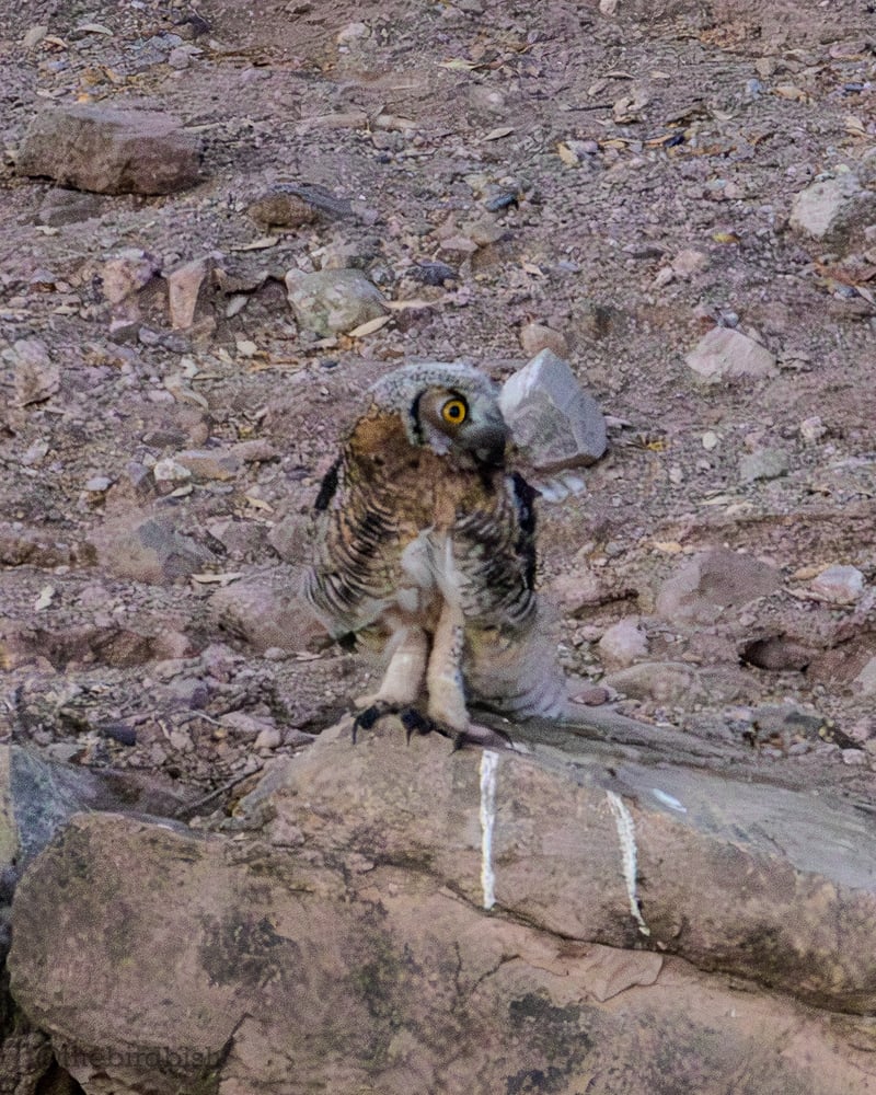 Chirp photo