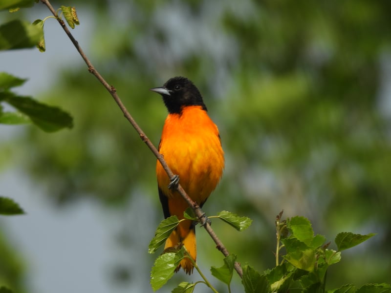 Baltimore Oriole