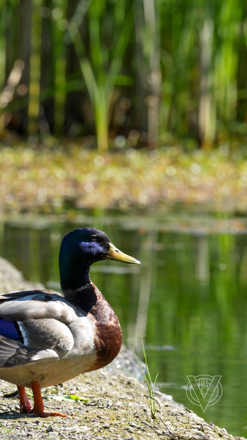 Chirp photo