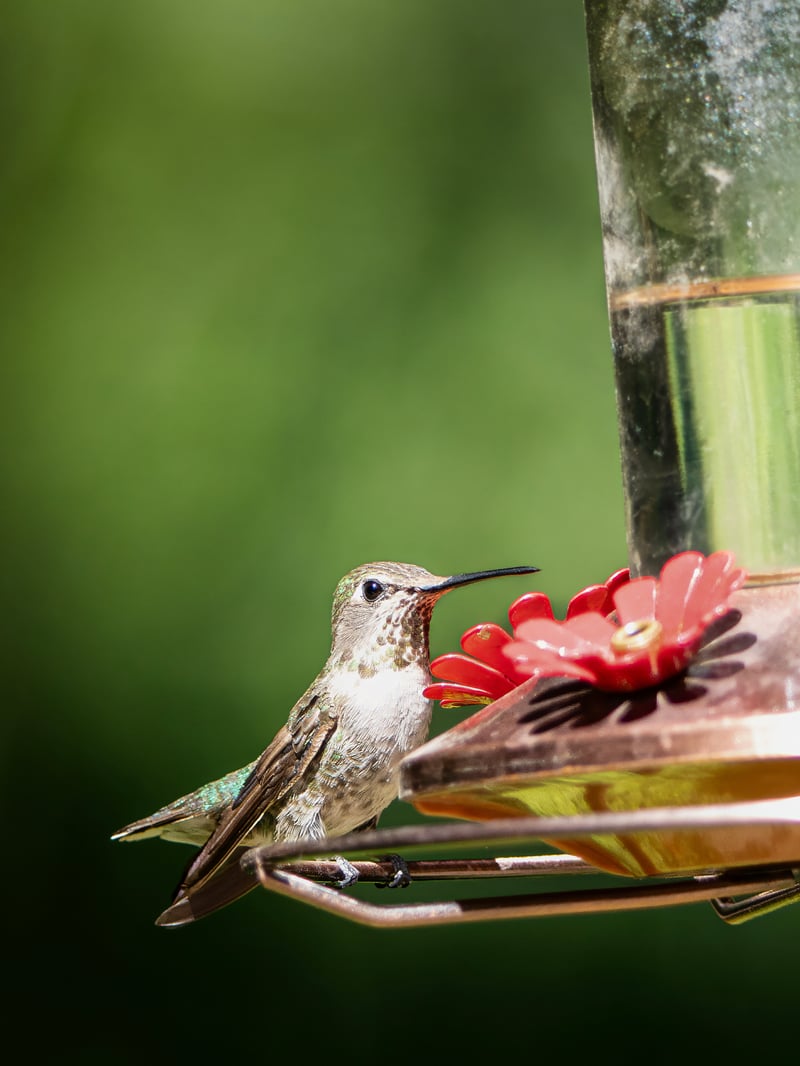Chirp photo