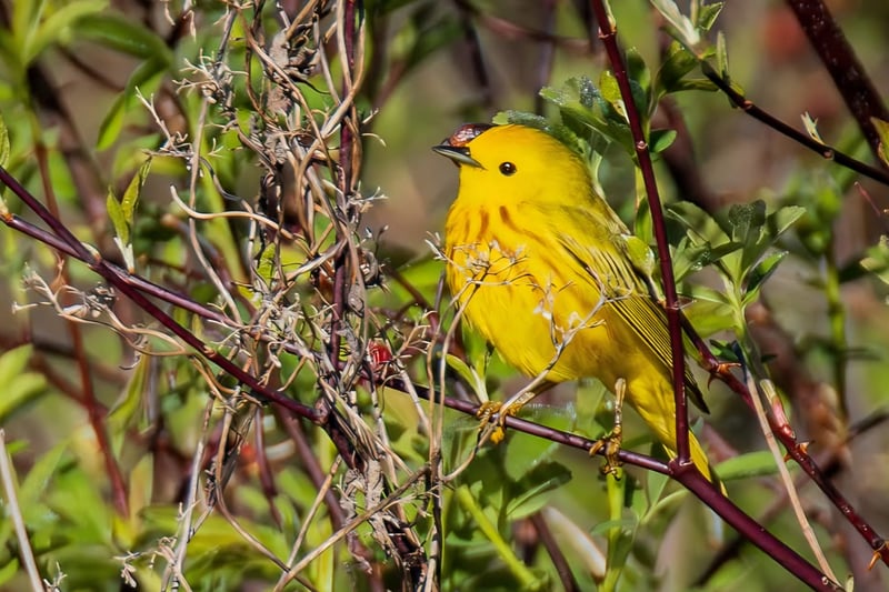 Chirp photo