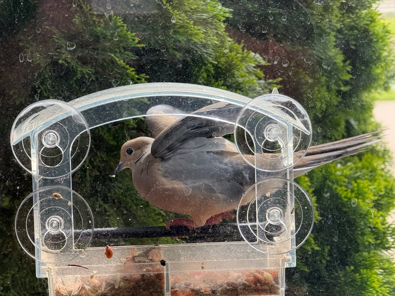 Chirp photo