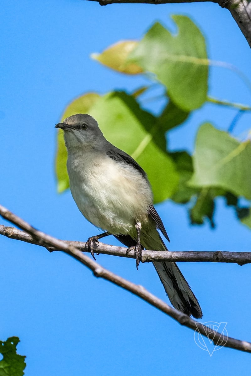Chirp photo