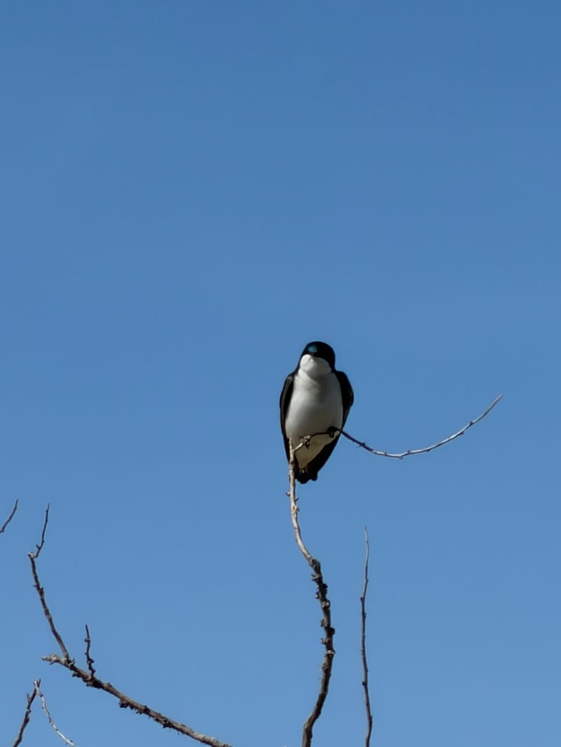 Chirp photo