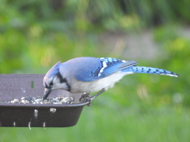 Chirp photo