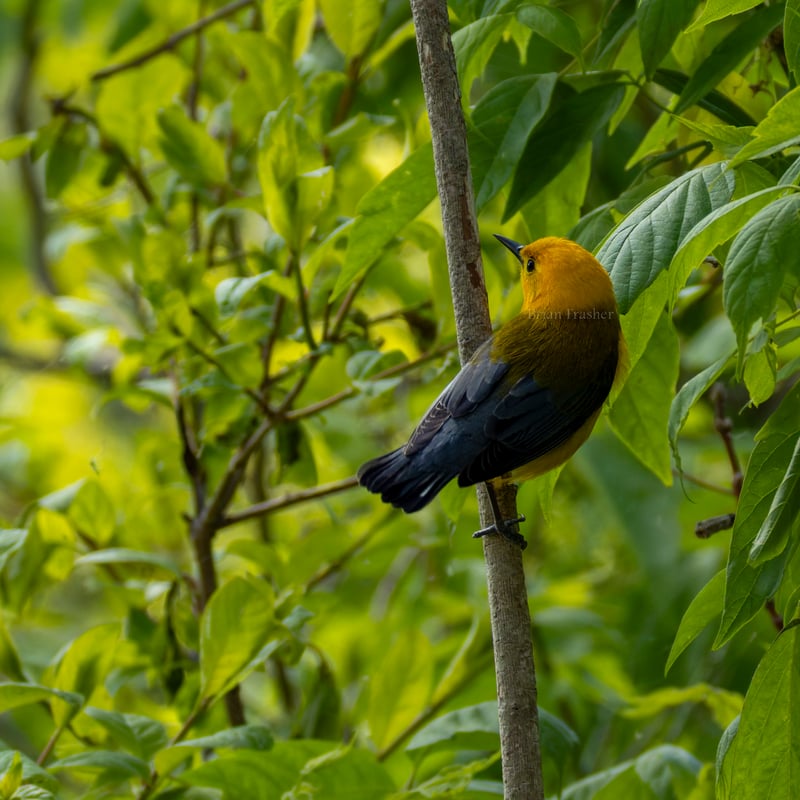 Chirp photo