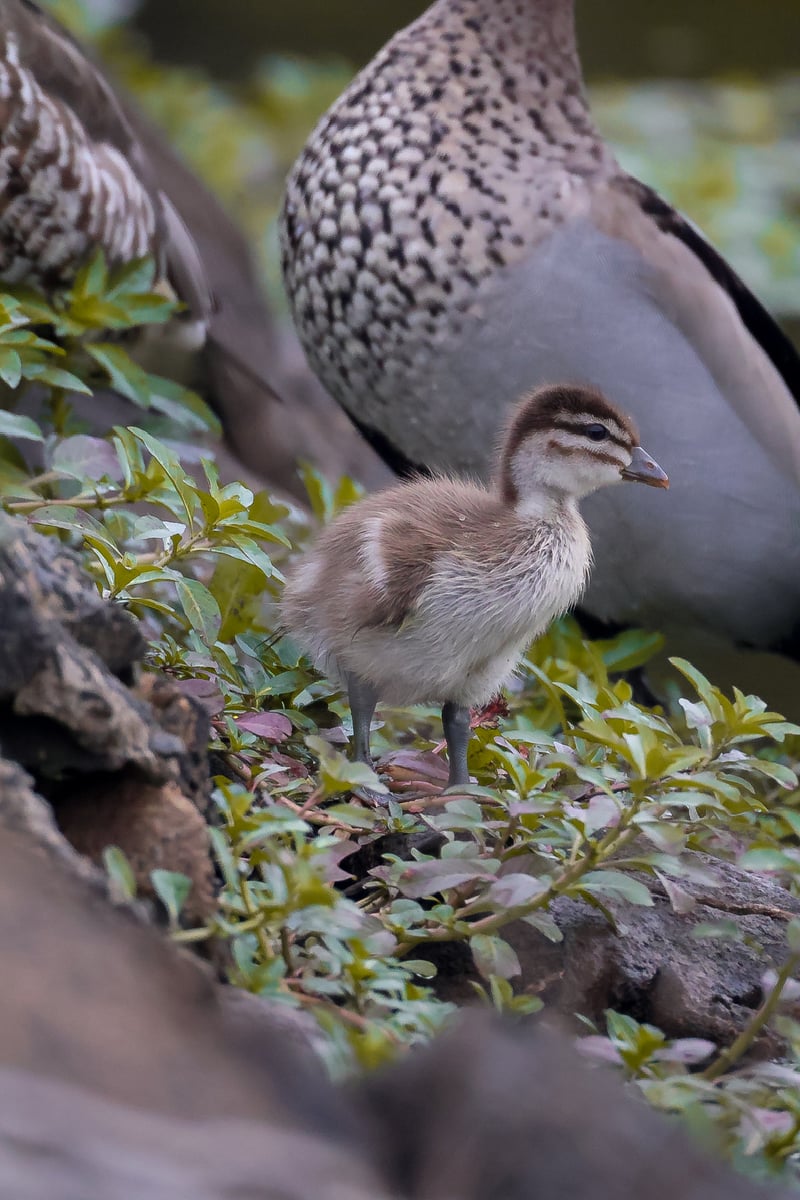 Chirp photo