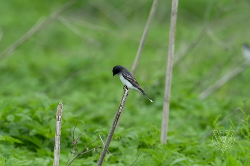 Chirp photo