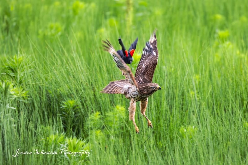 Chirp photo