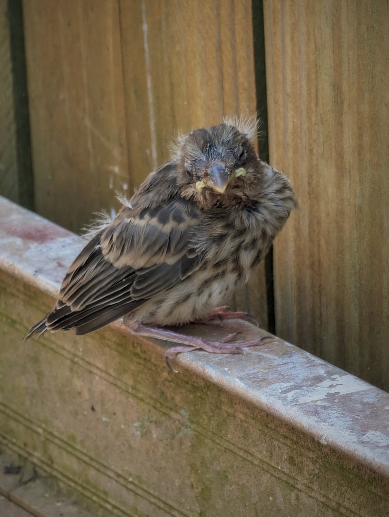 Chirp photo