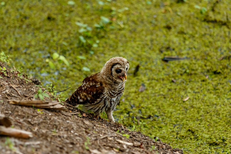 Chirp photo