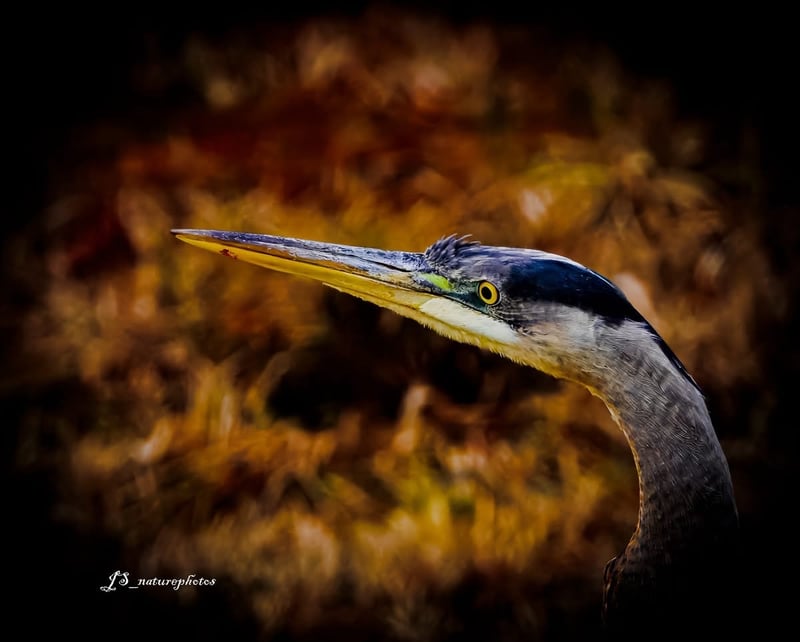 Chirp photo