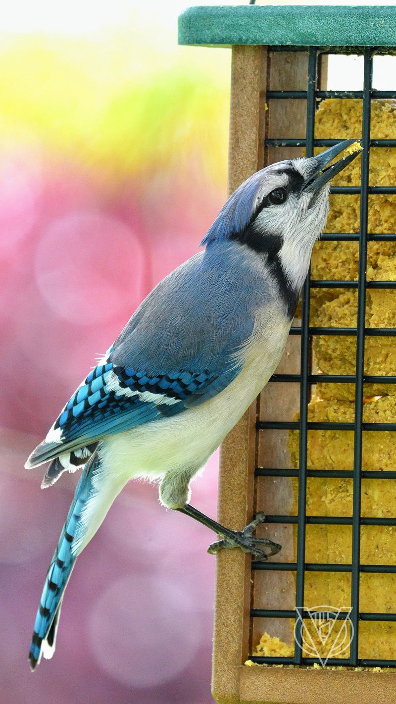 Chirp photo