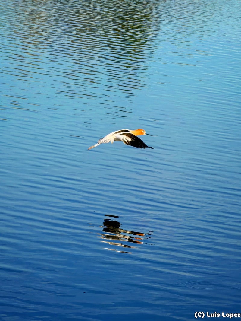 Chirp photo