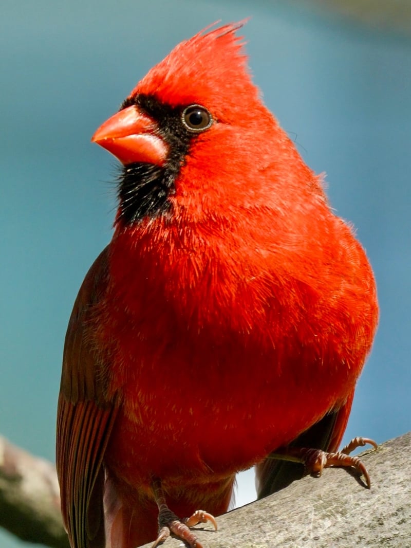 Chirp photo