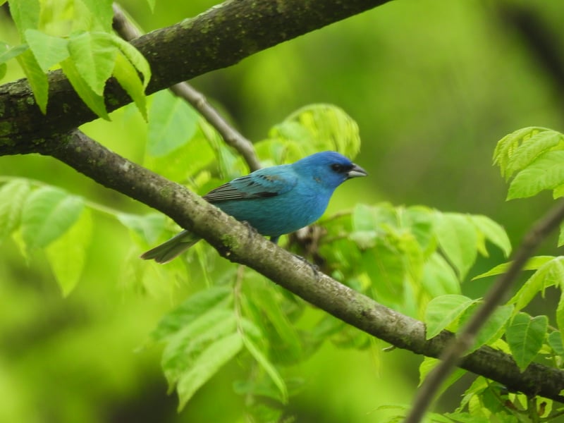 Chirp photo