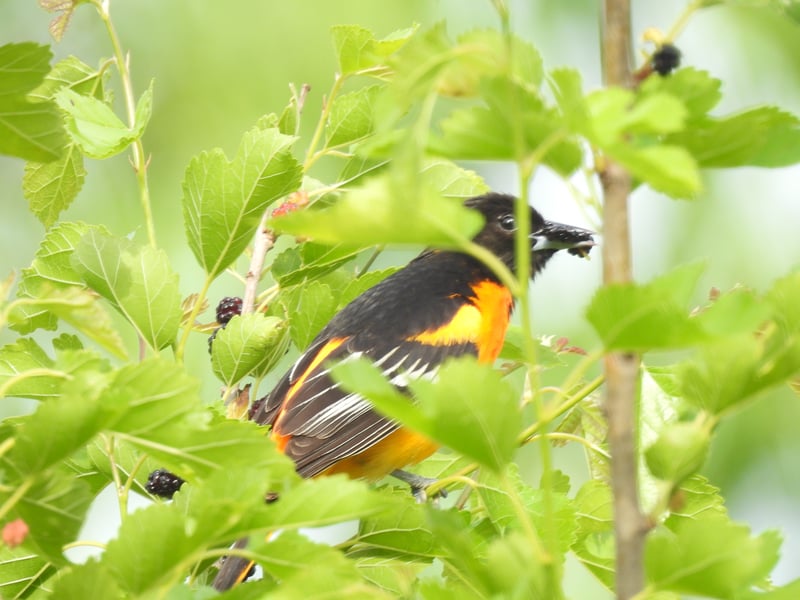 Chirp photo