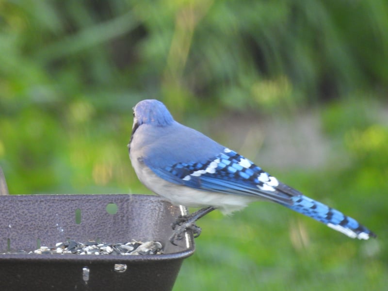 Chirp photo