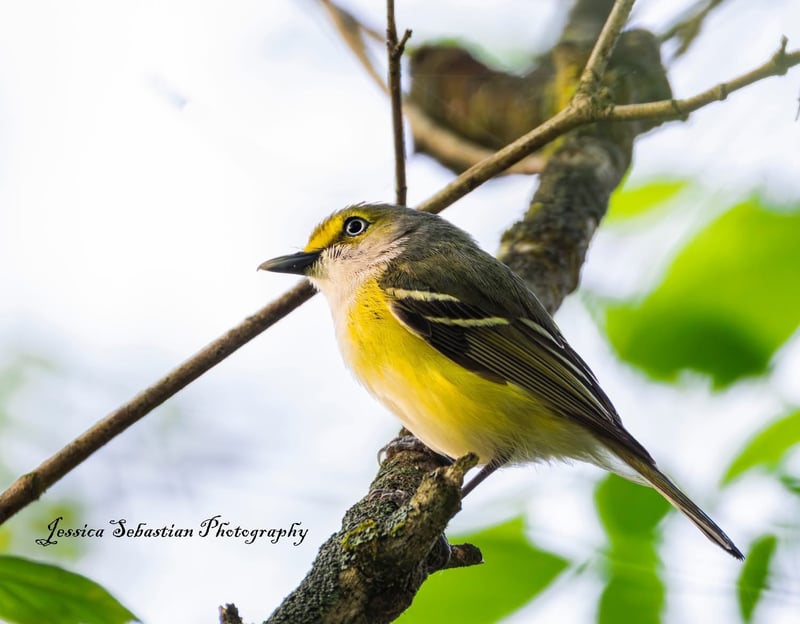 Chirp photo