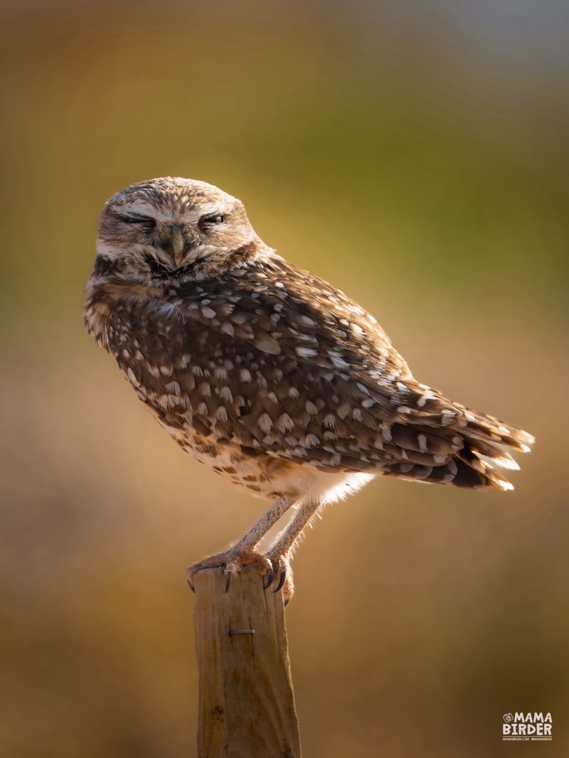 Chirp photo