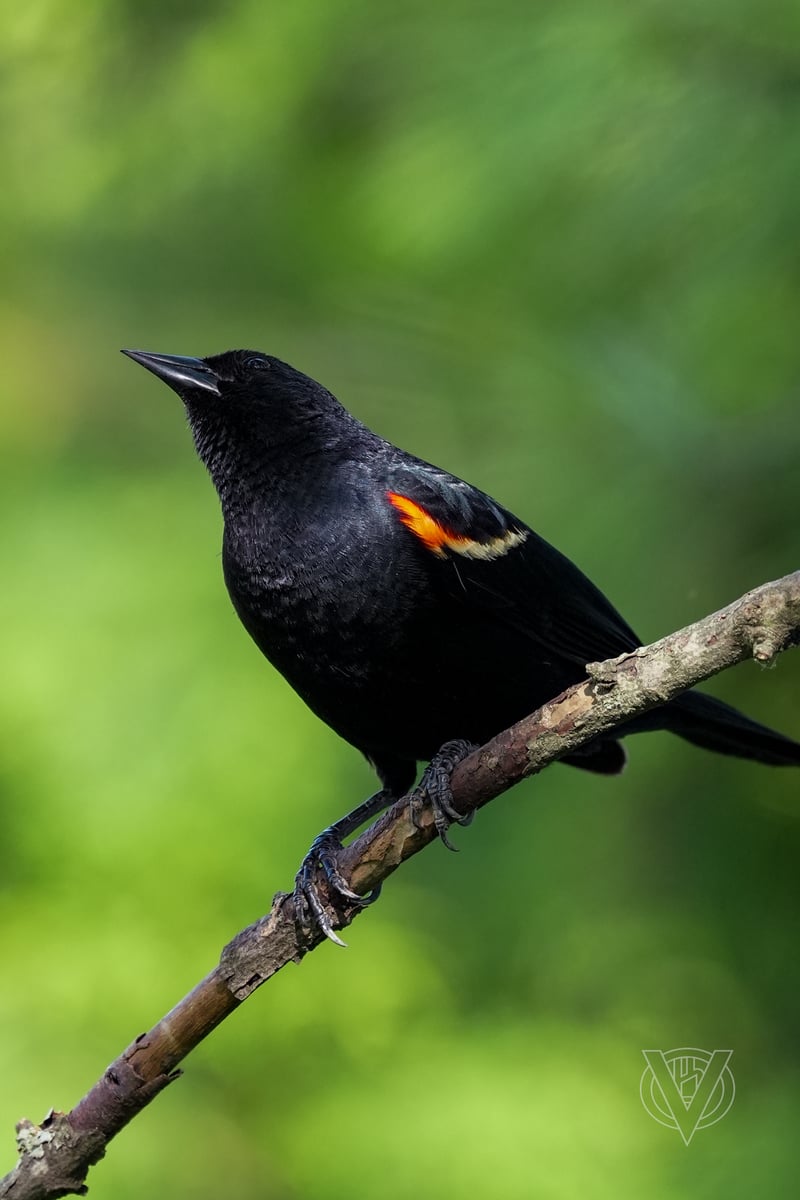 Chirp photo