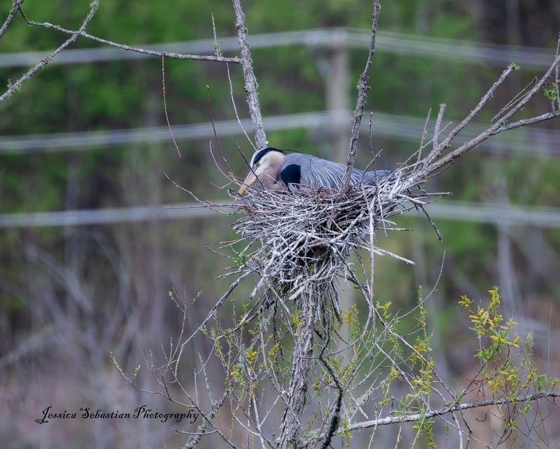 Chirp photo