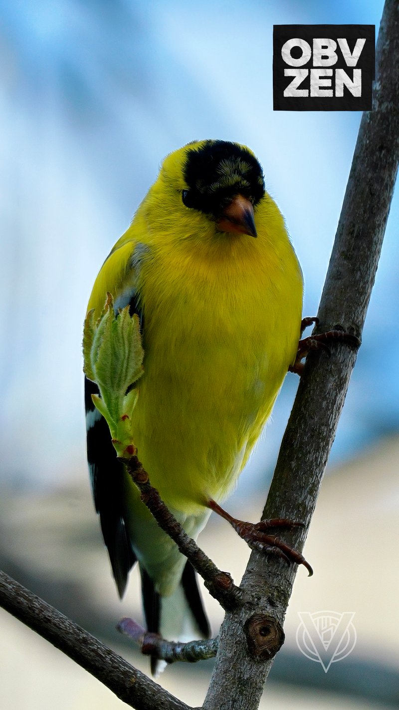 Chirp photo